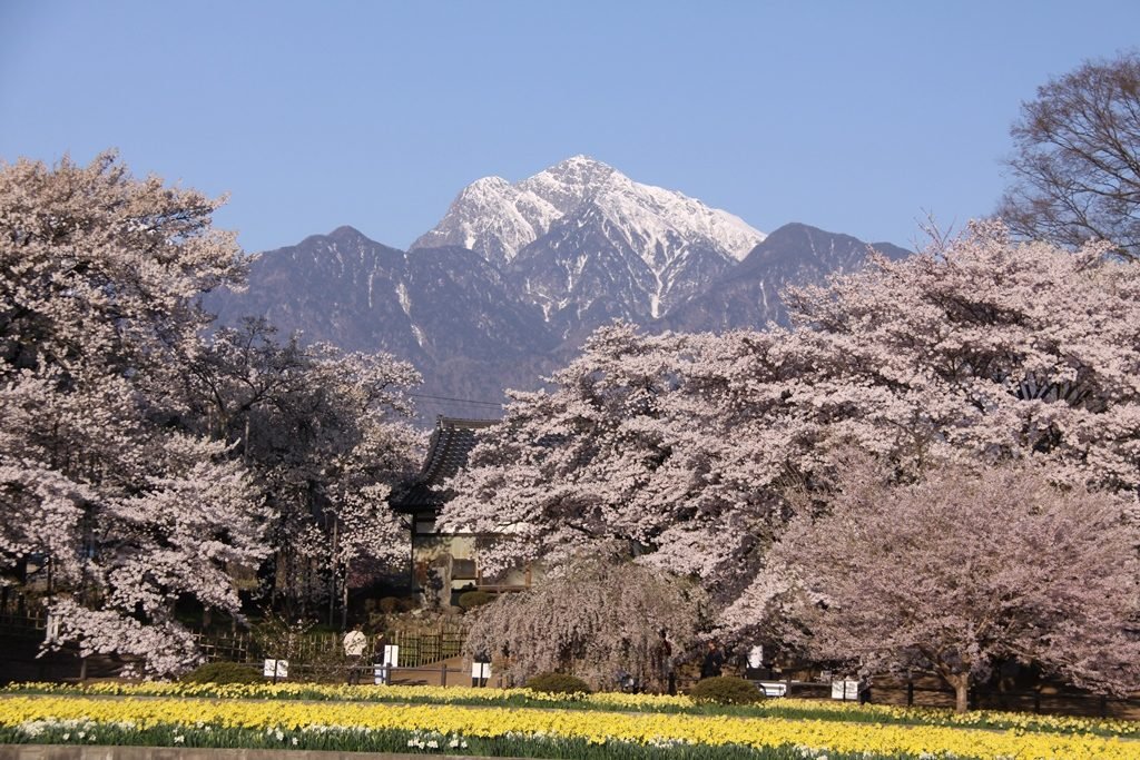🌸 야마타카 진다이 자쿠라 이미지 6
